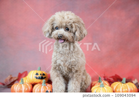 紅色背景、南瓜和玩具貴賓犬 紅色背景、南瓜和玩具貴賓犬 109043094