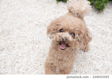 白色的石頭花園和微笑的玩具貴賓犬 白色的石頭花園和微笑的玩具貴賓犬 109043095