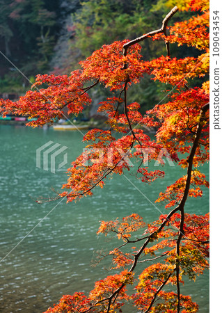 Autumn leaves of Arashiyama Autumn leaves of Arashiyama 109043454