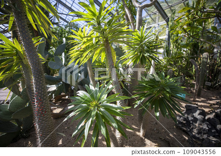 This is a picture of a Pachypodium leirei tree growing in nature. 109043556