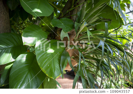 This is a picture of a plant growing in nature. 109043557