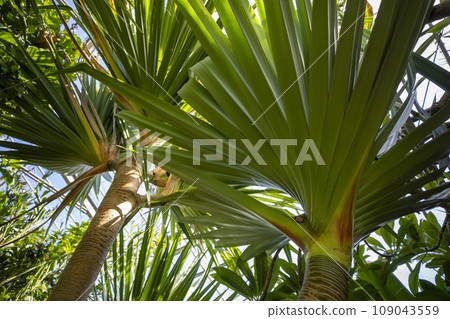 This is a palm tree growing in nature. 109043559