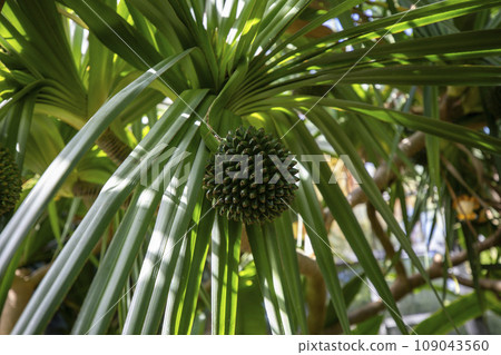 This is Pandanus utilis growing in nature. This is Pandanus utilis growing in nature. 109043560