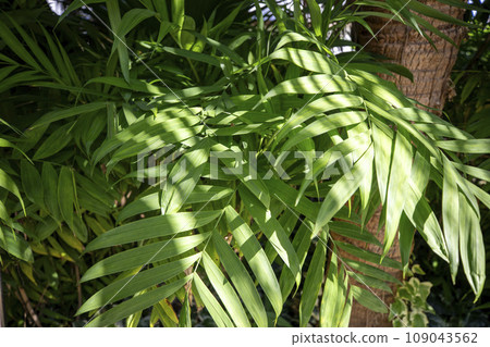 This is a biro palm tree growing in nature. This is a biro palm tree growing in nature. 109043562