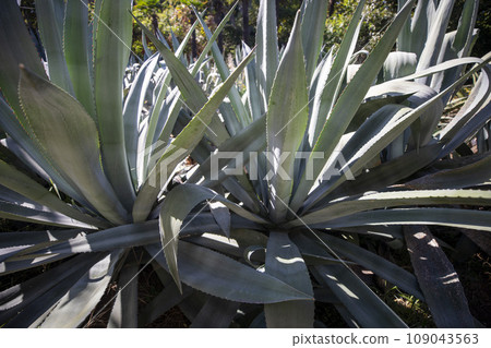 This is an agave plant growing in nature. This is an agave plant growing in nature. 109043563