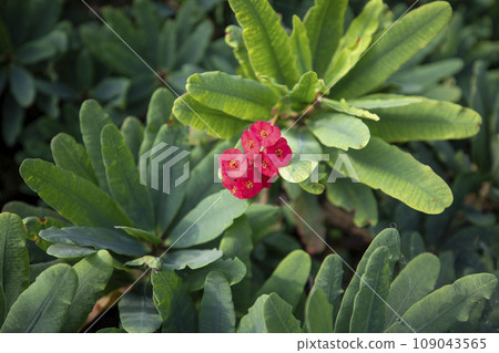 This is a picture of a flower giraffe growing in nature. This is a picture of a flower giraffe growing in nature. 109043565