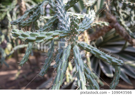 This is a picture of a cactus growing in nature. 109043566