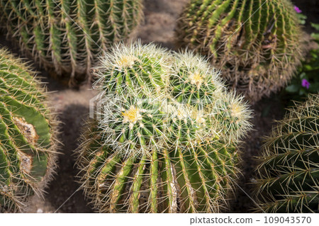 This is a beautiful view of the Geumho cactus growing in nature. This is a beautiful view of the Geumho cactus growing in nature. 109043570