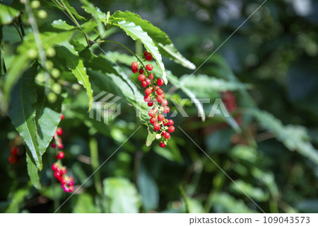 This is a picture of a fruit growing in nature. This is a picture of a fruit growing in nature. 109043573