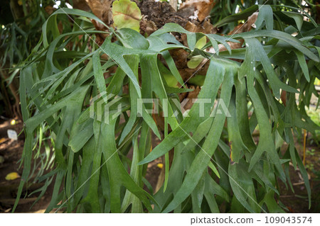 This is a Bipukatum bat growing in nature. This is a Bipukatum bat growing in nature. 109043574