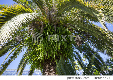 This is a palm tree growing in nature. 109043575