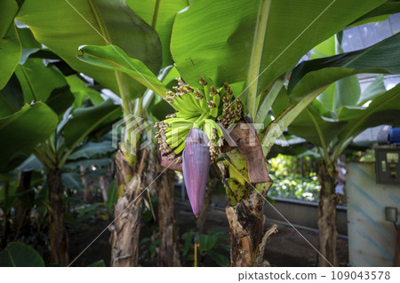 This is a picture of a Samcheok banana tree growing in nature. 109043578