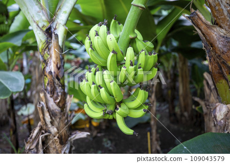 This is a picture of a Samcheok banana tree growing in nature. This is a picture of a Samcheok banana tree growing in nature. 109043579