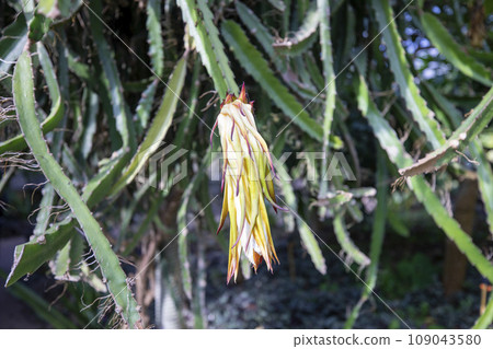This is a dragon and cactus growing in nature. This is a dragon and cactus growing in nature. 109043580