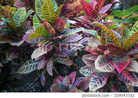 This is a picture of croton growing in nature. This is a picture of croton growing in nature. 109043582