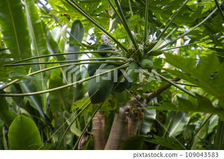 This is a picture of a papaya tree growing in nature. This is a picture of a papaya tree growing in nature. 109043583