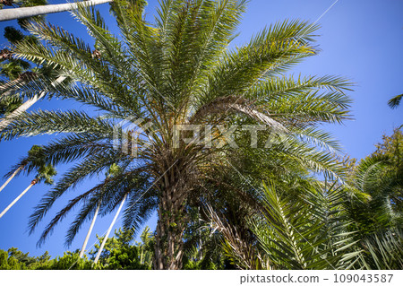 This is a beautiful view of palm trees growing in nature. This is a beautiful view of palm trees growing in nature. 109043587