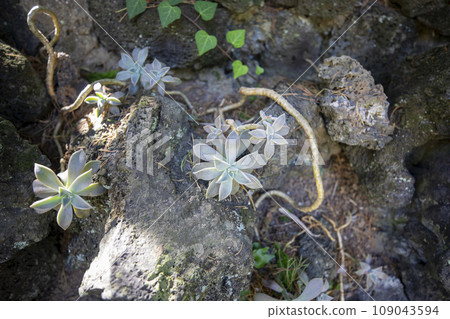 This is a picture of a succulent plant growing in nature. This is a picture of a succulent plant growing in nature. 109043594
