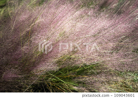 This is a picture of pink muhly growing in nature. 109043601