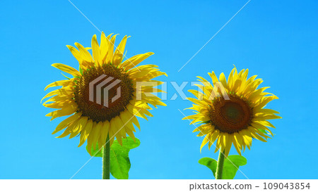 2023年清瀨向日葵節的向日葵田風景 109043854