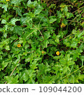 green leaf with yellow flowers 109044200