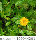 yellow flower in the garden 109044201