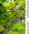 green leaves on a tree 109044204