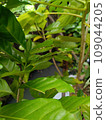 green leaves on a tree 109044205