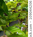 green leaves of mango tree 109044206