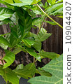 green leaves of a tree 109044207