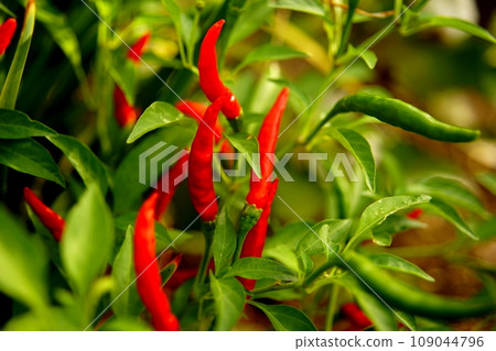 A lot of chili peppers grow 109044796