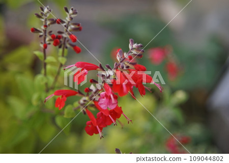 許多紅色鼠尾草花 許多紅色鼠尾草花 109044802