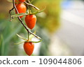 red fruit of wax oyster 109044806