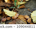 ginkgo nuts fall 109044811