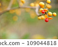 The fruit of the vine thorn grows 109044818