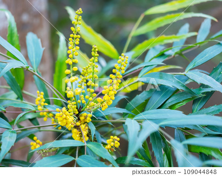 Yellow flowers of narrow-leaved holly Nanten Yellow flowers of narrow-leaved holly Nanten 109044848