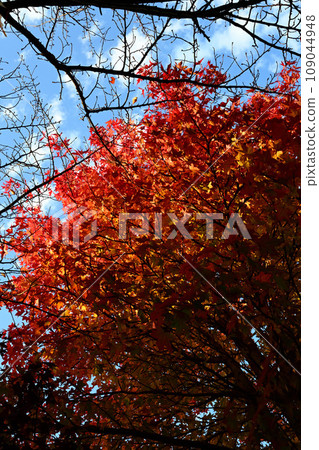 Tree leaves turn bright red in autumn 109044948