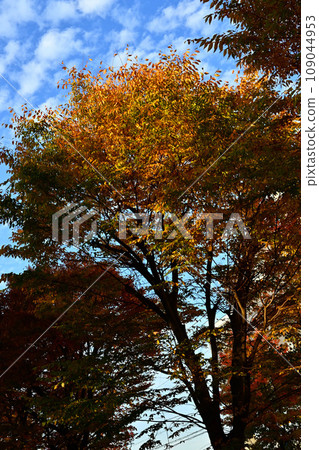 Autumn blue sky and trees with colored leaves 109044953