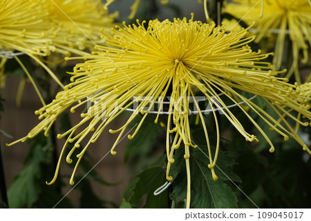 秋天盛開的黃色菊花 秋天盛開的黃色菊花 109045017