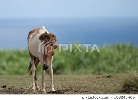 Yonaguni horses live freely in the natural environment of Yonaguni Island Yonaguni horses live freely in the natural environment of Yonaguni Island 109045409