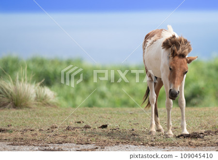 與那國馬在與那國島的自然環境中自由自在地生活 與那國馬在與那國島的自然環境中自由自在地生活 109045410