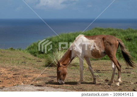 與那國馬在與那國島的自然環境中自由自在地生活 109045411