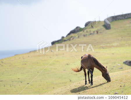 與那國馬在與那國島的自然環境中自由自在地生活 109045412