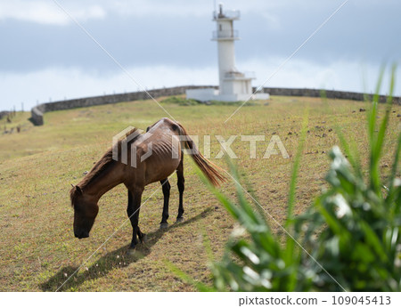 與那國馬在與那國島的自然環境中自由自在地生活 109045413