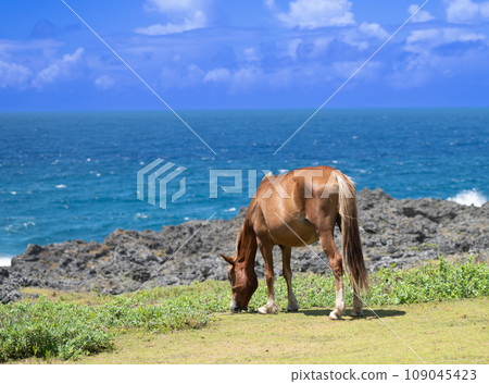 與那國馬在與那國島的自然環境中自由自在地生活 109045423