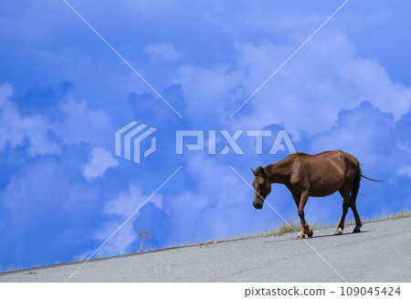 與那國馬在與那國島的自然環境中自由自在地生活 109045424