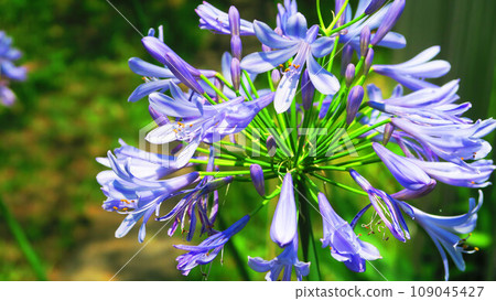 百子蓮花景觀 109045427