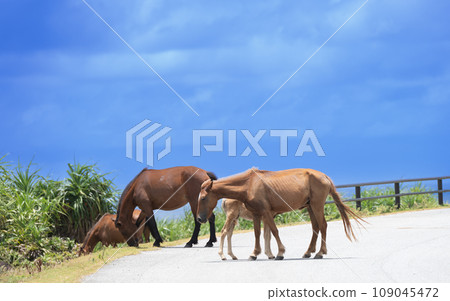 Yonaguni horses live freely in the natural environment of Yonaguni Island 109045472