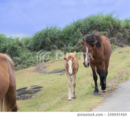 Yonaguni horses live freely in the natural environment of Yonaguni Island 109045484