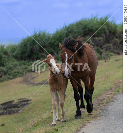 與那國馬在與那國島的自然環境中自由自在地生活 109045485